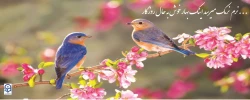 نرم نرمک میرسد اینک بهار خوش به حال روزگار ... 2