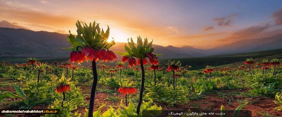 لاله های واژگون