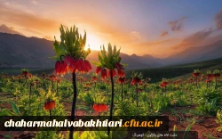 دشت لاله های واژگون