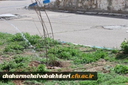 هر نهال، یک شهید؛ هر ریشه، یک مقاومت 11
